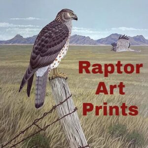 Raptor Art prints
